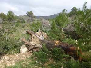 Acción C1 – Trabajos de aclarado del pinar en hábitat de Tetraclinis articulata
