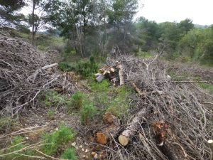 Acción C1 – Trabajos de aclarado del pinar en hábitat de Tetraclinis articulata